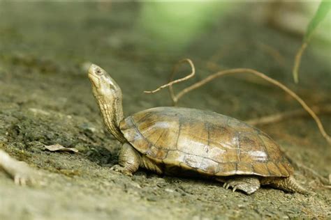 龜蛇|瀕危動物